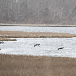 American Black Duck