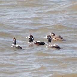 Harlequin Duck