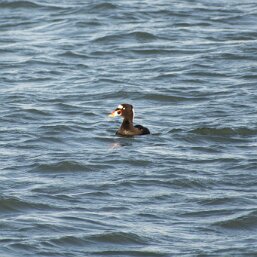 Surf Scoter