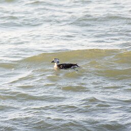 Long-tailed Duck