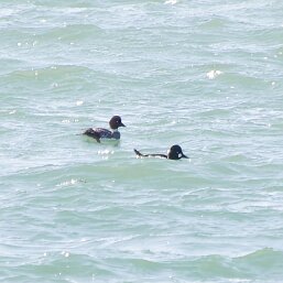Common Goldeneye