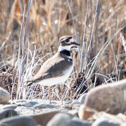 Killdeer