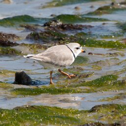 Piping Plover