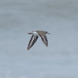 Common and Spotted Sandpipers