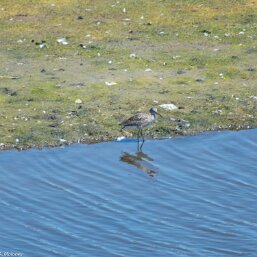 Willet