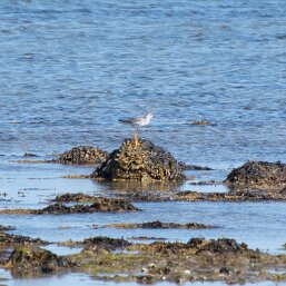 Greater Yellowlegs