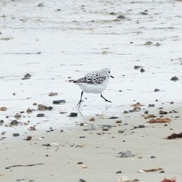 Sanderling
