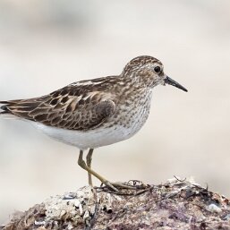 Least Sandpiper