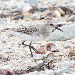 Semipalmated Sandpiper
