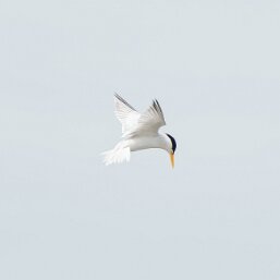 Small Terns