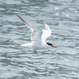 Common Tern