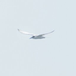 Forster's Tern