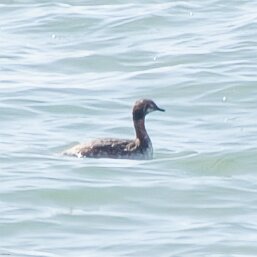 Grebes