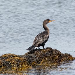 Cormorants