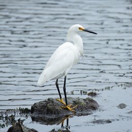 Egrets