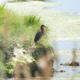Green Heron