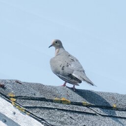 Mourning Dove