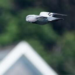 Rock Pigeon