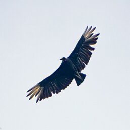 Black Vulture