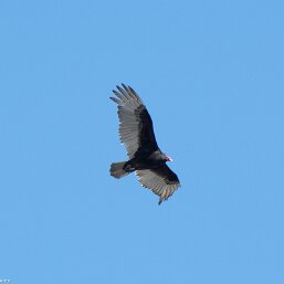 New World Vultures