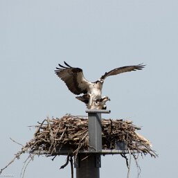 Hawks, Eagles. Kites and Allies