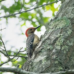 Red-bellied Woodpecker