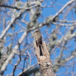 Eastern Phoebe