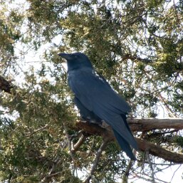Fish Crow