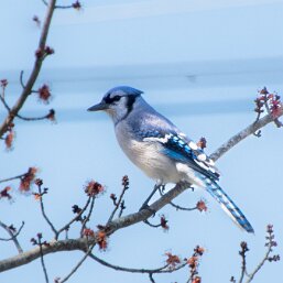 Jay-Blue