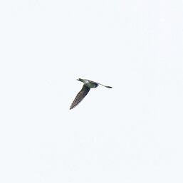 Bank Swallow