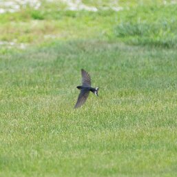 Barn Swallow