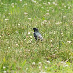 Starlings