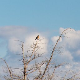 Eastern Bluebird