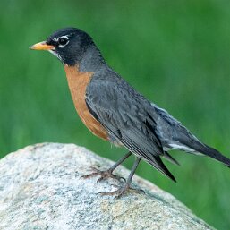 American Robin