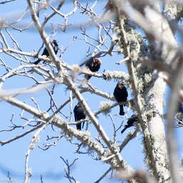 Brown-headed Cowbird