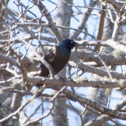 Common Grackle
