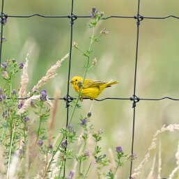 New World Warblers