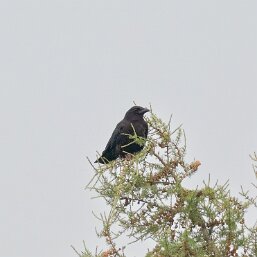 American Crow