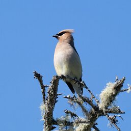 Waxwings
