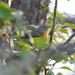 New World Warblers