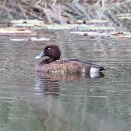 Diving Ducks