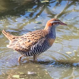 Buff-banded Rail