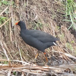 Dusky Moorhen