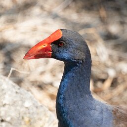 Australasian Swamphen
