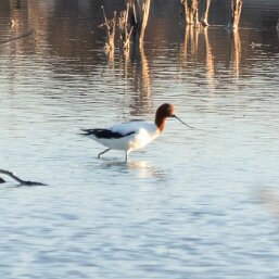 Red-necked Avocet