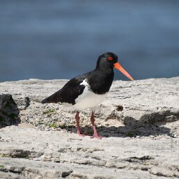 Australian Pied Oystercatcher