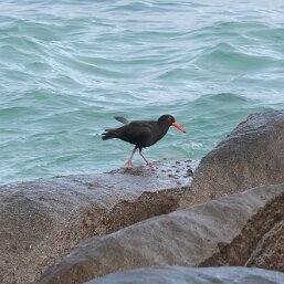 Sooty Oystercatcher