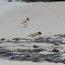 Hooded Plover