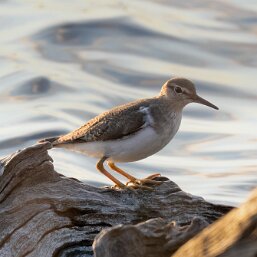 Common Sandpiper