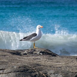 Gulls